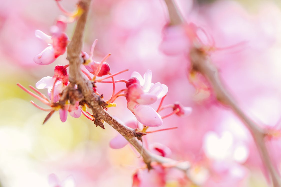 Closeup of bright pink cherry blossoms with delicate petals on twigs in park