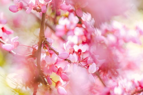 Closeup of delicate blooming flowers of cherry blossom on tree twig in spring garden