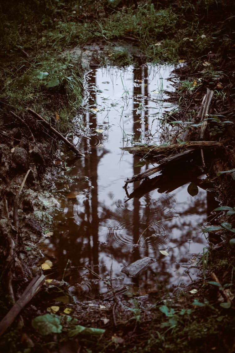 Water Puddle In Close Up Shot