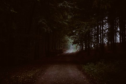 shadowy forest path