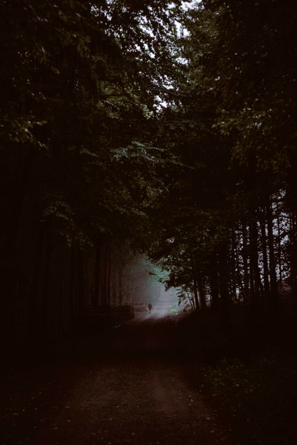 A moody and mysterious forest pathway captured at twilight, inviting exploration.