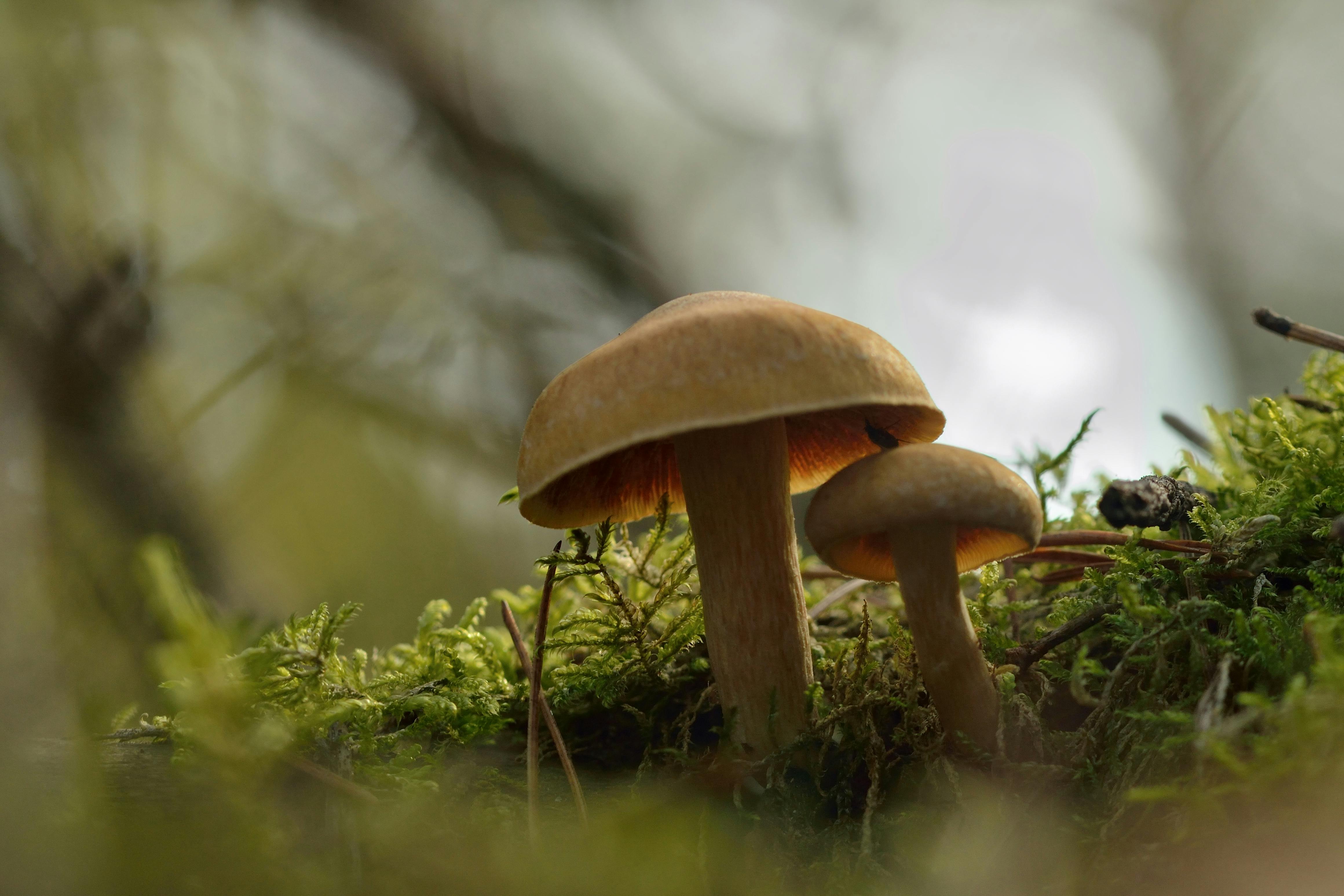 Fungi Communicate Using Electrical Signals