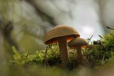 Fungi Communicate Using Electrical Signals