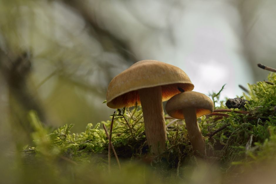 Bioluminescent fungi glow faintly at dawn, a rare glimpse into the quiet magic of the mycelial web.