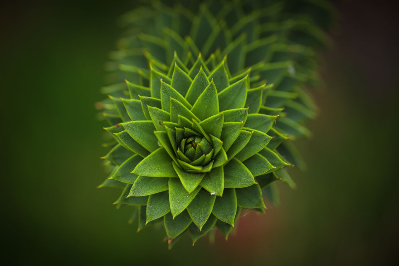 focused shot of a vibrant green succulent plant with striking geometri