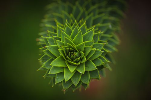Free Focused shot of a vibrant green succulent plant with striking geometric patterns. Stock Photo