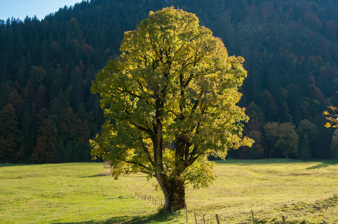 Scenic View of a Tree In the Middle of the Field