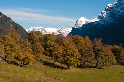 Scenic View of Autumn Trees Near the Snow-Covered Mountains