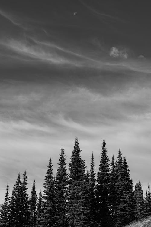 Grayscale Photo of Pine Trees