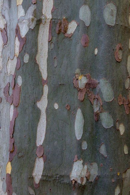 Detailed view of peeling bark showcasing layers and colors on a tree.