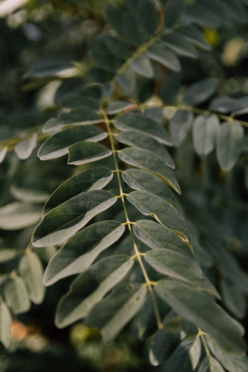 Green Leaves in Tilt Shift Lens