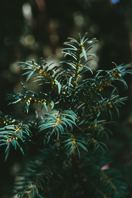 Kostenloses Stock Foto zu flora, grüne blätter, muster