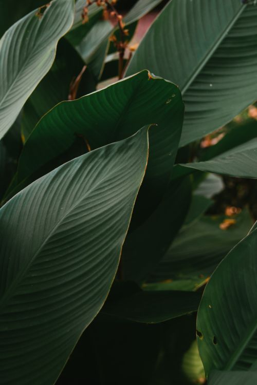 Free Explore the intricate texture of lush tropical leaves. Perfect for nature-themed projects. Stock Photo