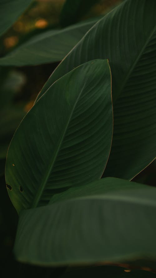 Close-Up Shot of Green Leaves