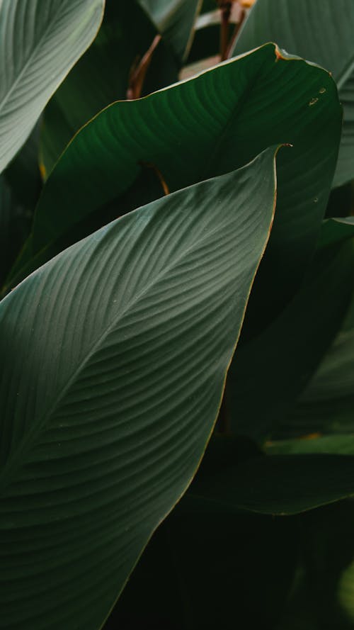 Close-Up Shot of Green Leaves