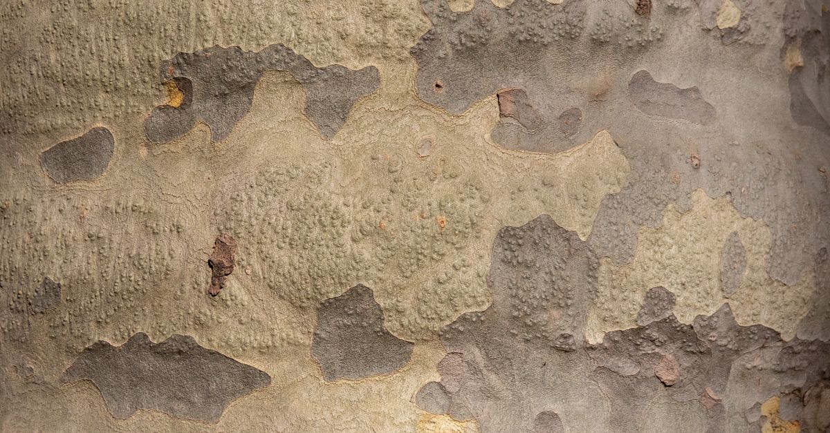 Close-up Photo of Textured Surface · Free Stock Photo