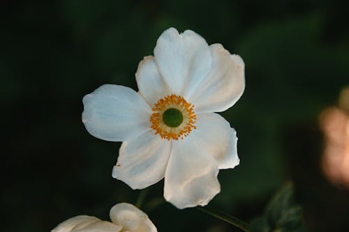 Close-Up Shot of a White Flower
