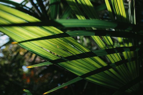 Free Detailed close-up of vibrant green palm leaves basking in sunlight, showcasing natural beauty. Stock Photo
