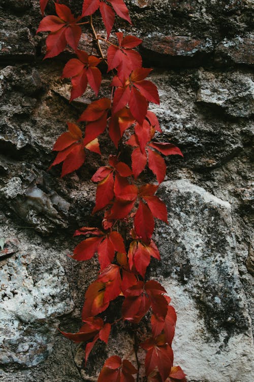 бесплатная Бесплатное стоковое фото с вертикальный выстрел, вьющееся растение, каменная стена Стоковое фото