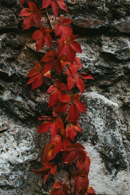 Free Vertical shot of red leaves climbing a textured stone wall. Stock Photo