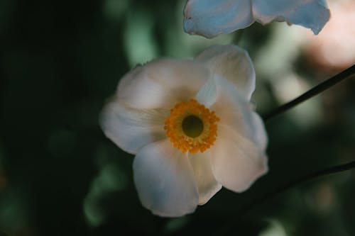 Free Close-Up Shot of a Thimbleweed Stock Photo