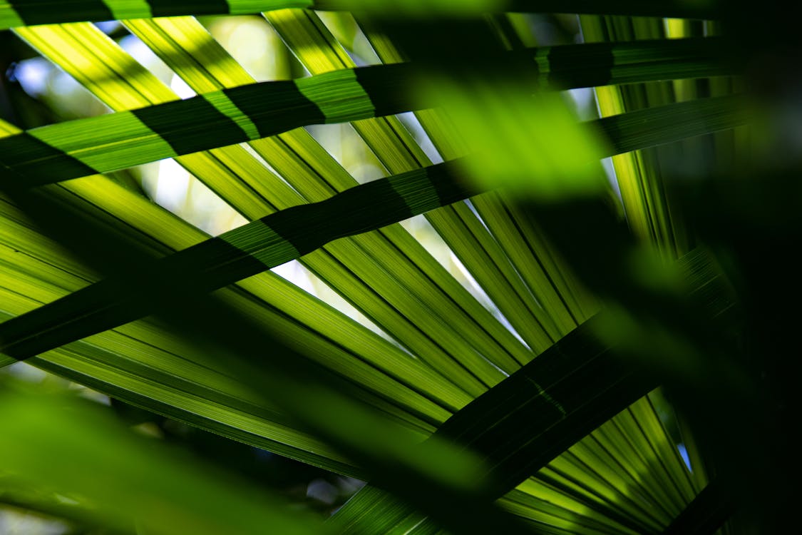 Základová fotografie zdarma na téma detail, palmové listy, rostlina