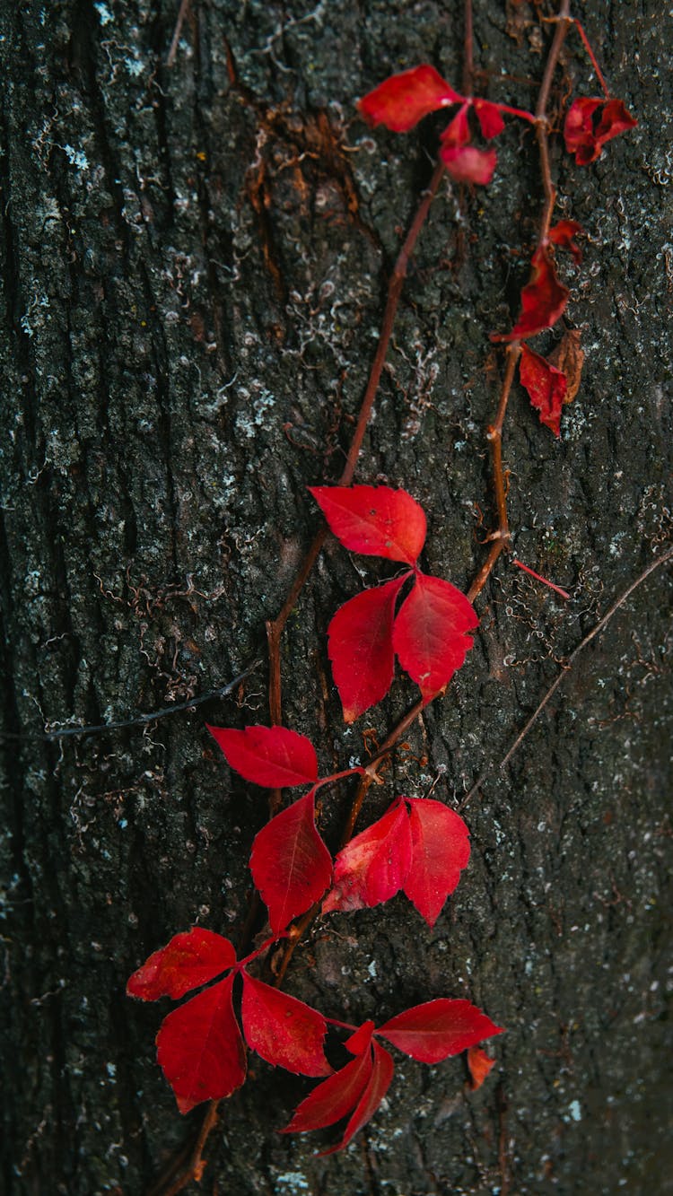 Red Plant Climbing On The Tree Trunk