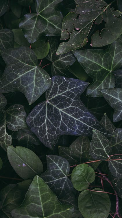 Foto profissional grátis de estrutura, fechar-se, folhas verdes