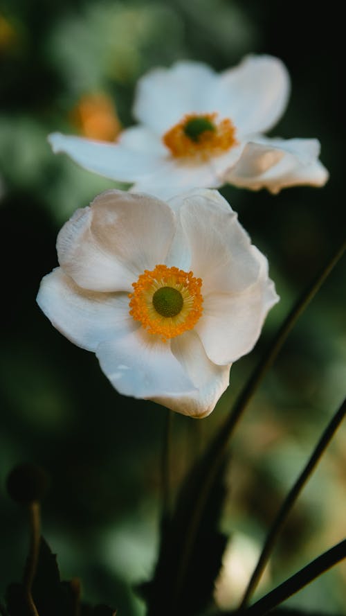 Close-Up Shot of a Thimbleweed