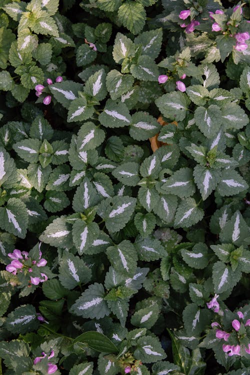 Overhead Shot of Fresh Leaves