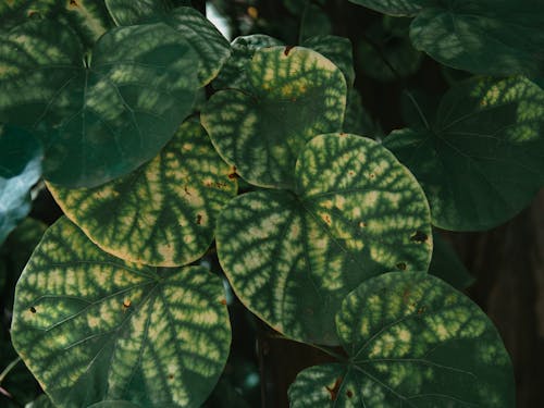 Close-up Photo of Fresh Leaves