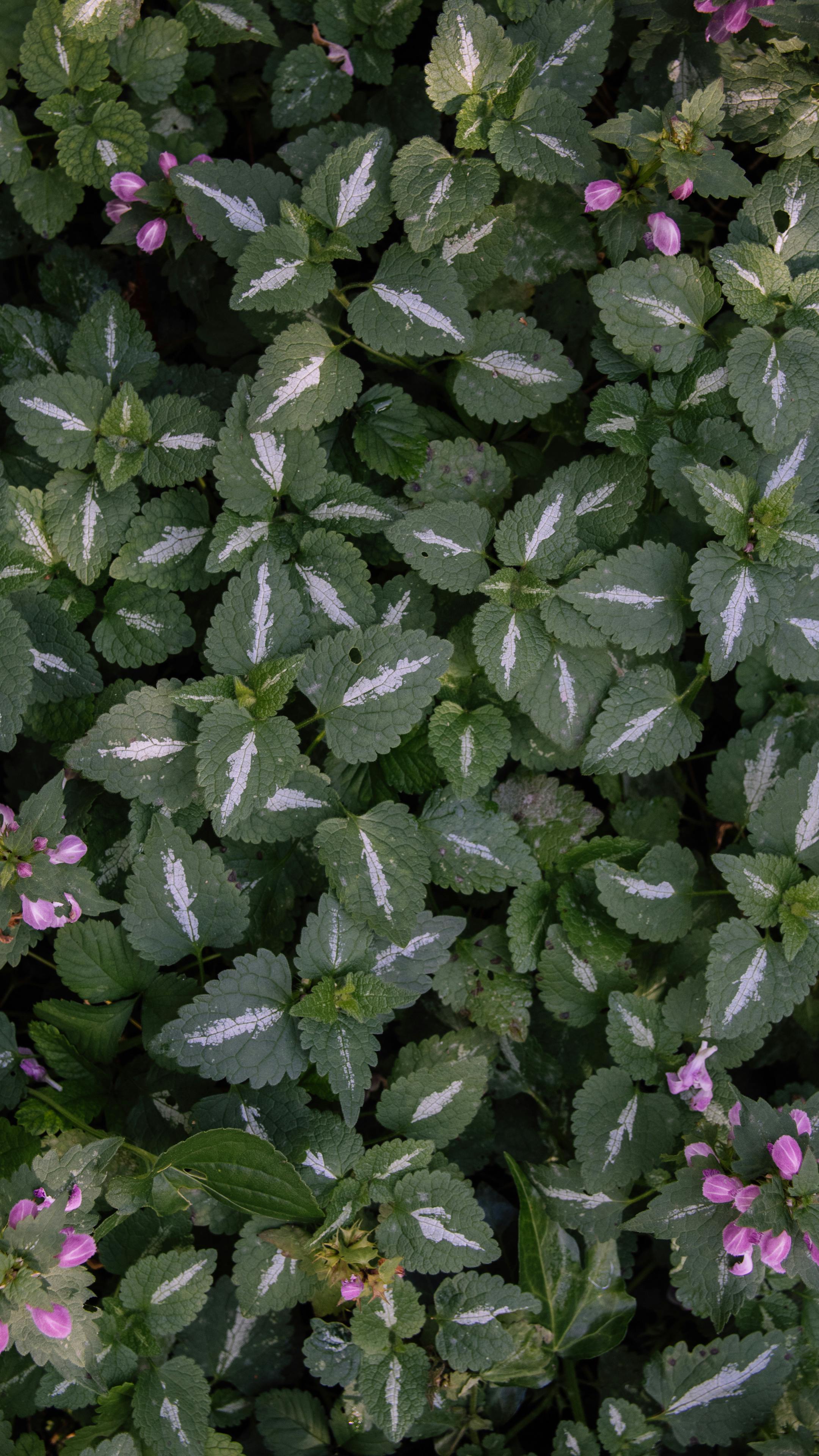 Lamium