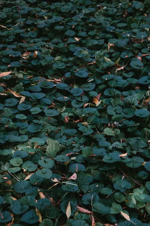 Free A dense ground cover of lush green Dichondra repens leaves providing a natural texture. Stock Photo