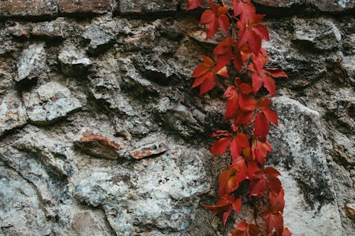 Gray Rock Wall with Red Plant Climbing