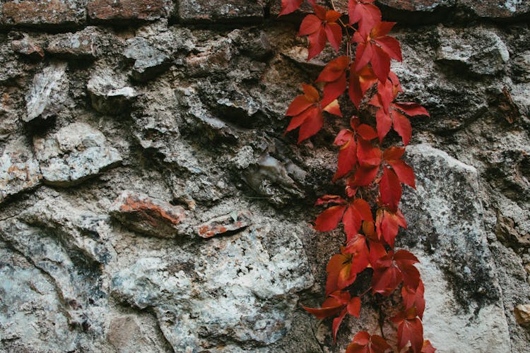 Gray Rock Wall With Red Plant Climbing