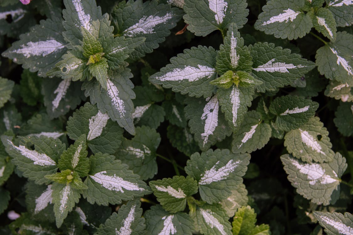 Free Spotted Dead Nettle Leaves Stock Photo