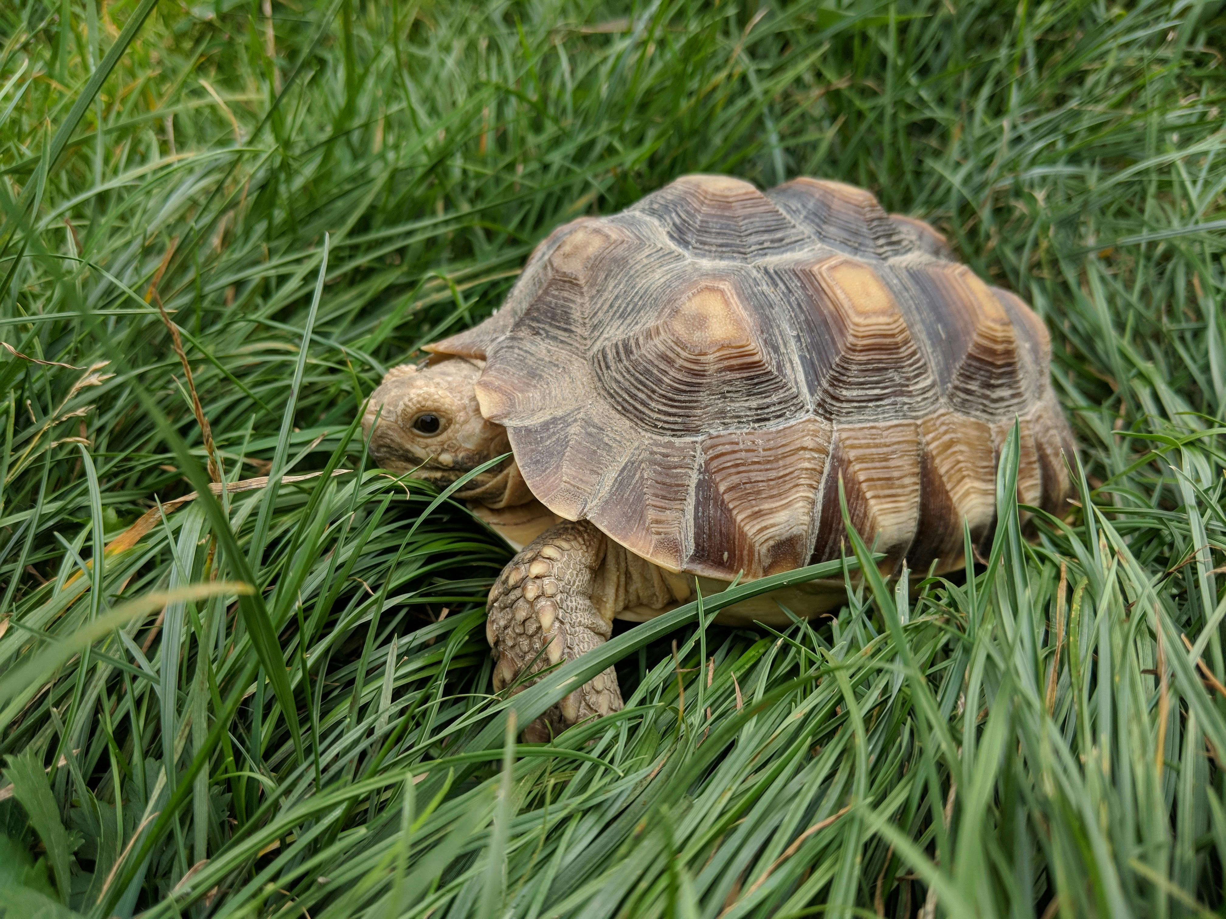 Close-up Shot Of An African Desert Turtle · Free Stock Photo