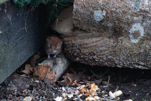 A Brown Rat near the Tree Trunk