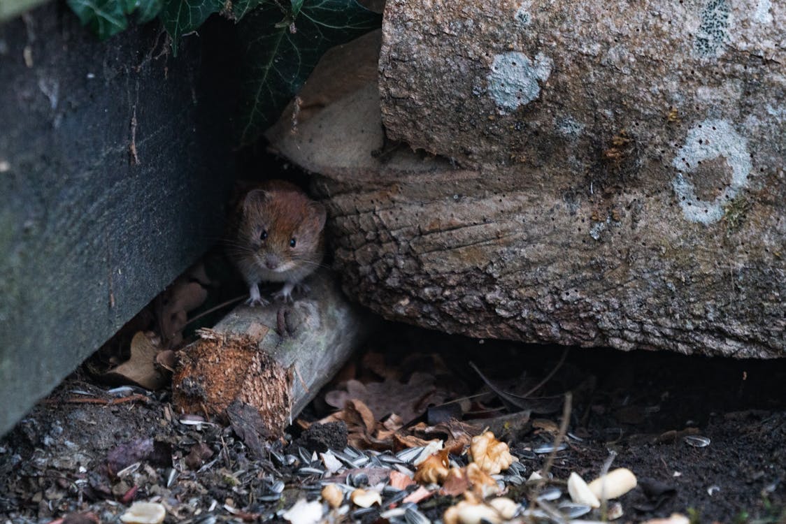 A Brown Rat near the Tree Trunk