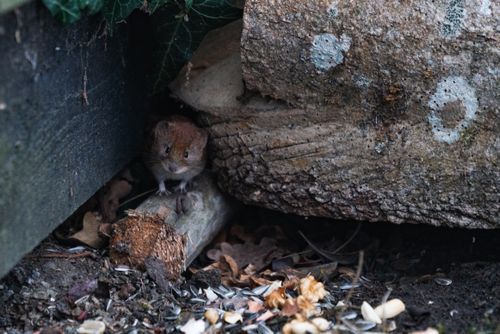 Free A small mouse is hiding among tree trunks and leaves in a garden area. Stock Photo