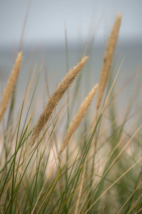 Close-up Photo of Pampas Grass