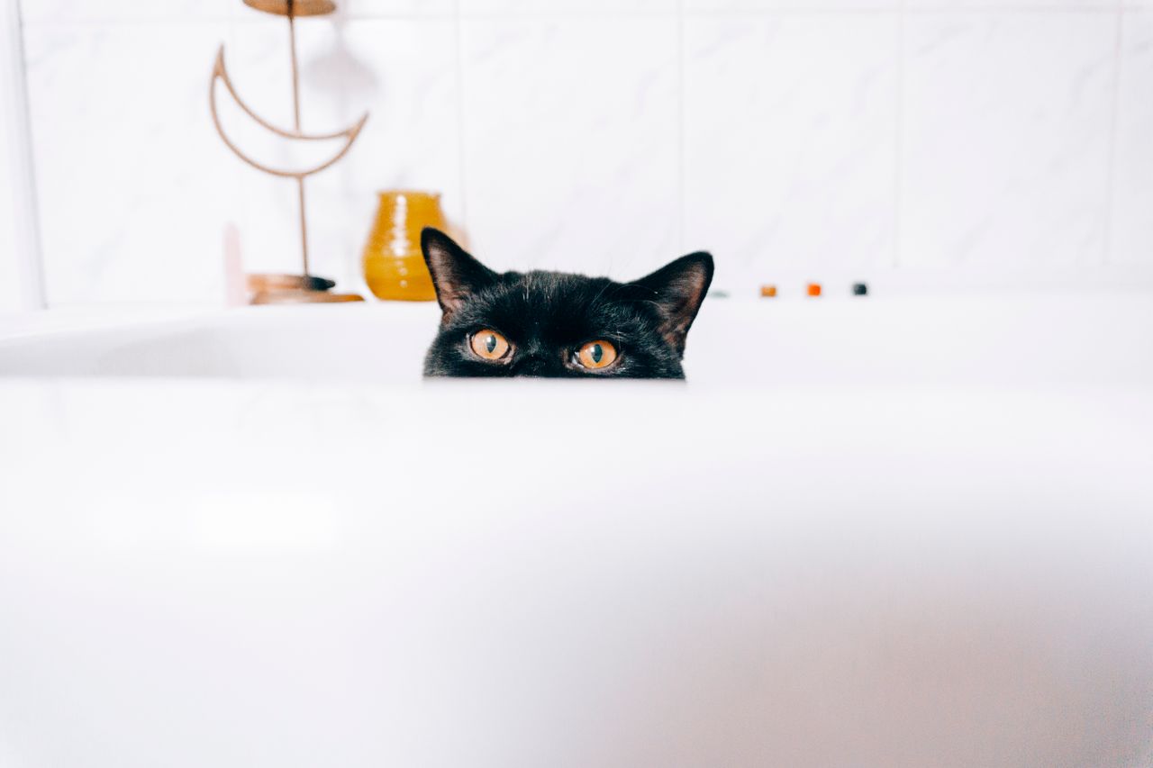adorable black cat peeking out of bath while looking at camera in hous