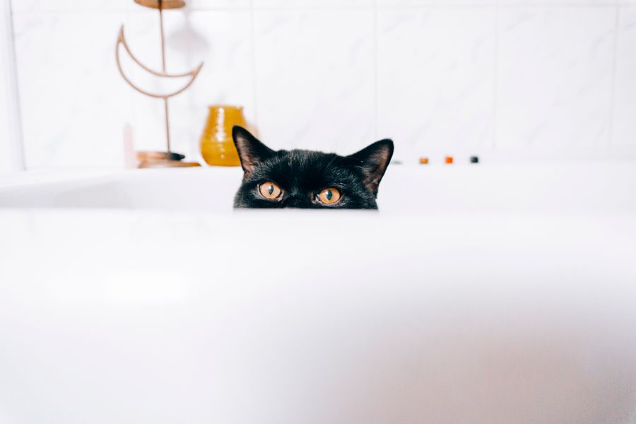 Curious cat calmly peeking from a cozy indoor spot