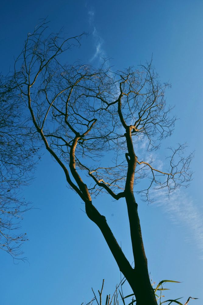 Original Tree Photos, Download The BEST Free Original Tree Stock Photos ...