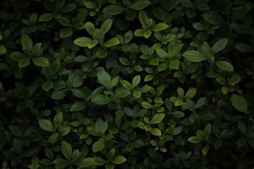 Free Lush green bush with delicate fresh leaves growing in garden at summer day Stock Photo