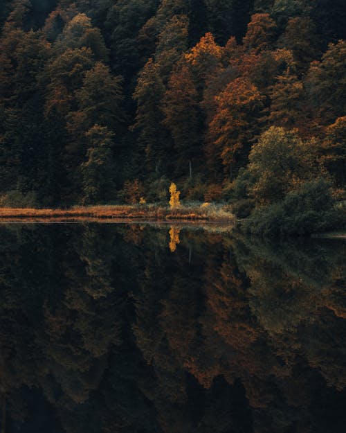 Picturesque view of green lush woodland behind calm water surface in countryside area