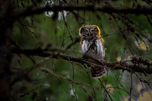 A Eurasian Pygmy Owl Perched on a Branch