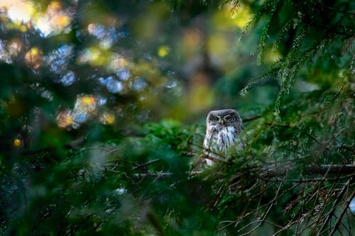 Photo of Owl Perched on Tree Branch