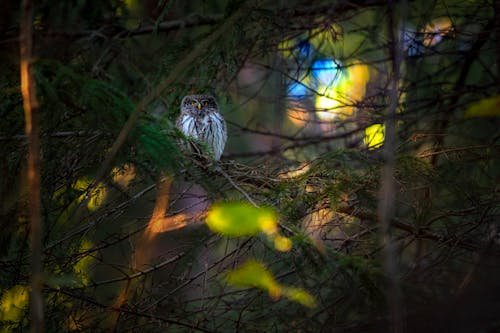 Owl Perched on Tree Branch