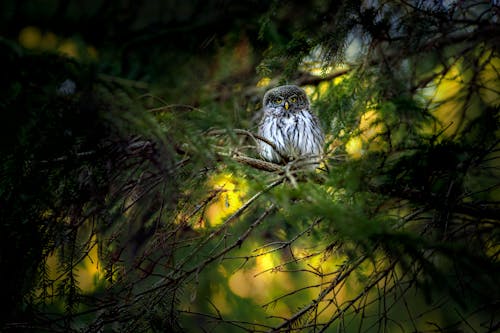 A Eurasian Pygmy Owl Perched on a Branch